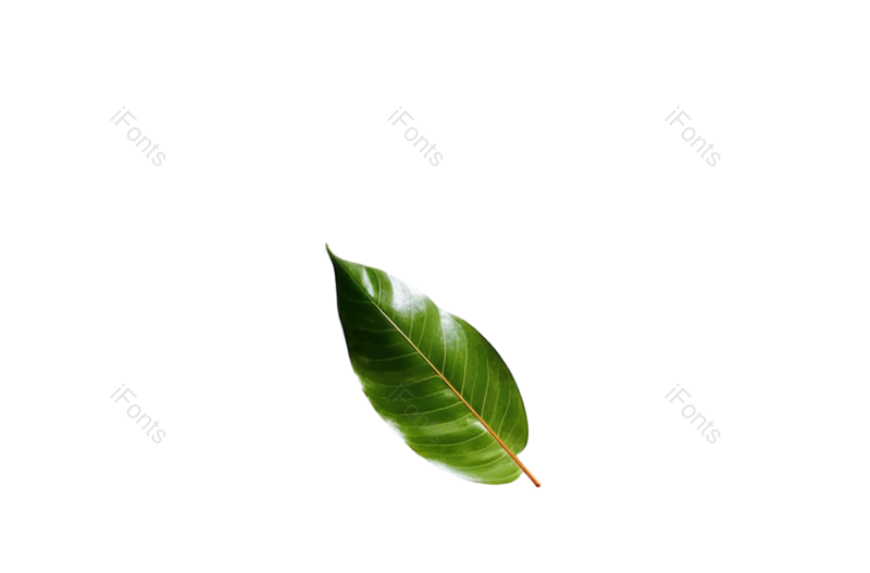 叶子图片,形状元素,清新PNG,摄影免抠素材